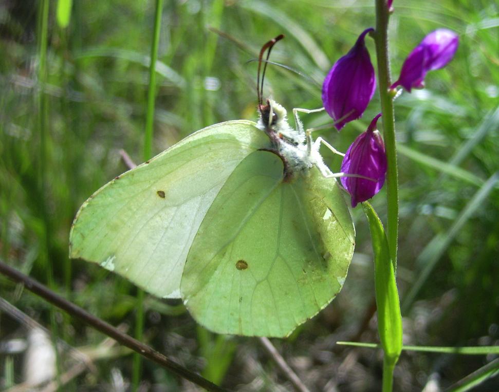 Gonepteryx rhamni: maschietto e femminuccia